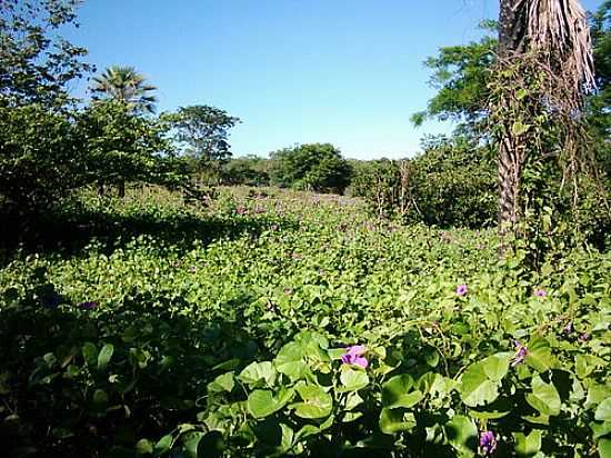 TAPETE DE FLORES EM SO JOO DA SERRA-FOTO:DAVIDJALES - SO JOO DA SERRA - PI