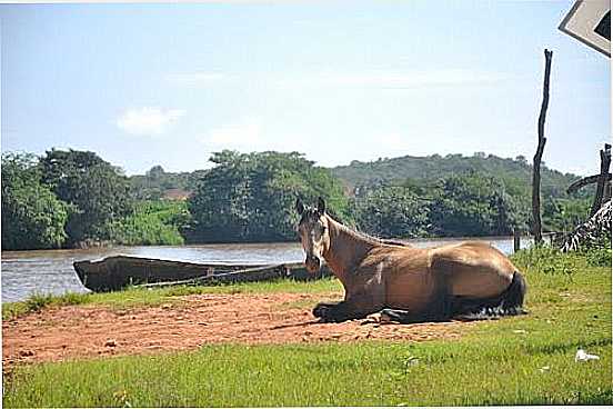 BELA IMAGEM DO CAVALO E O RIO PARNABA EM URUU-PI-FOTO:GUILHERMEFLORIANI - URUU - PI