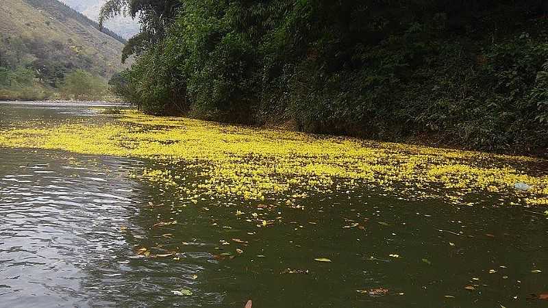 RIO RIBEIRA EM PRIMAVERA EM ADRIANPOLIS - PR - ADRIANPOLIS - PR