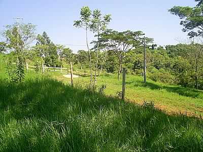 TIMBURI NA SERRA DA AGUA BOA-FOTO:JLVENANCIO  - GUA BOA - PR