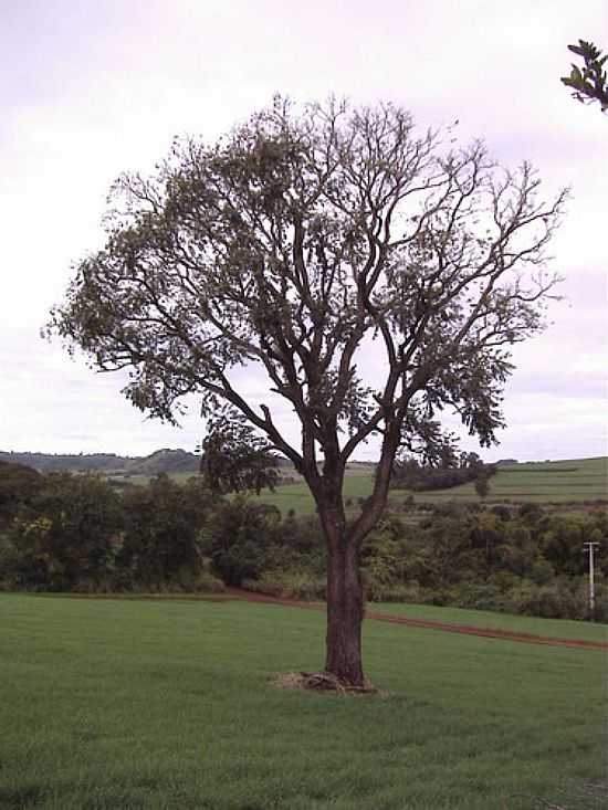 RVORE CDRO EM GUA BRANCA-FOTO:CAMARGOUK - GUA BRANCA - PR