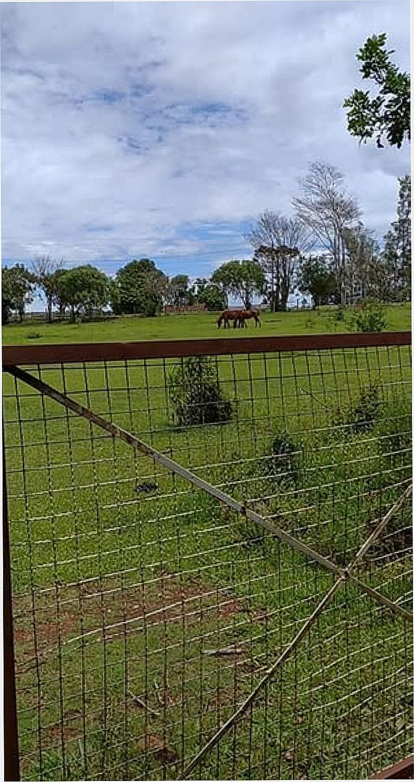 FOTOS DA CIDADE  DE ALECRIM - PR - ALECRIM - PR