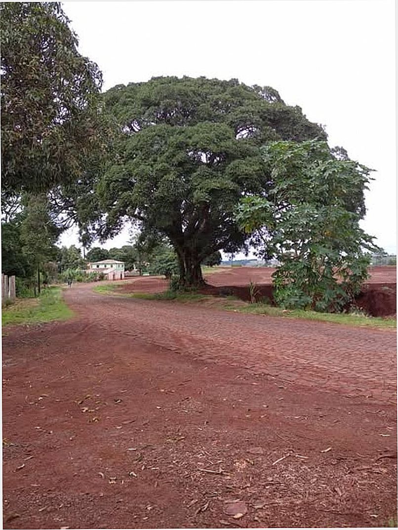 FOTOS DA CIDADE  DE ALECRIM - PR - ALECRIM - PR