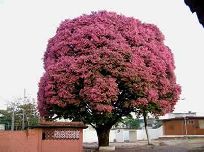 PE  DE IPE ROXO, POR ALZIRA - ALTO ALEGRE DO IGUAU - PR