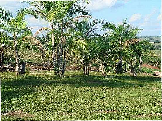 PLANTAO DE PALMITO PUPUNHA EM ALTNIA-FOTO:LAUTENIR - ALTNIA - PR