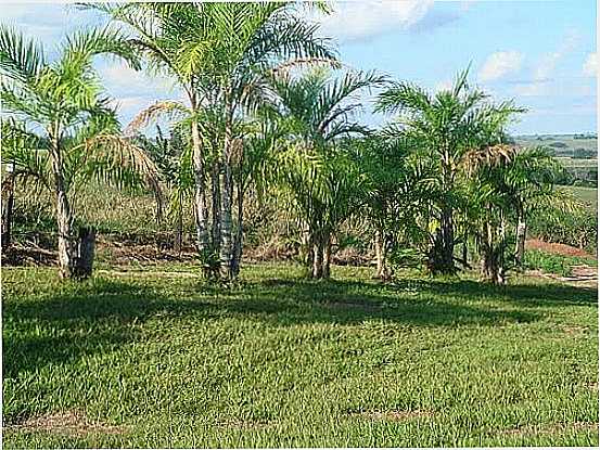 PLANTAO DE PALMITO PUPUNHA EM ALTNIA-FOTO:LAUTENIR - ALTNIA - PR