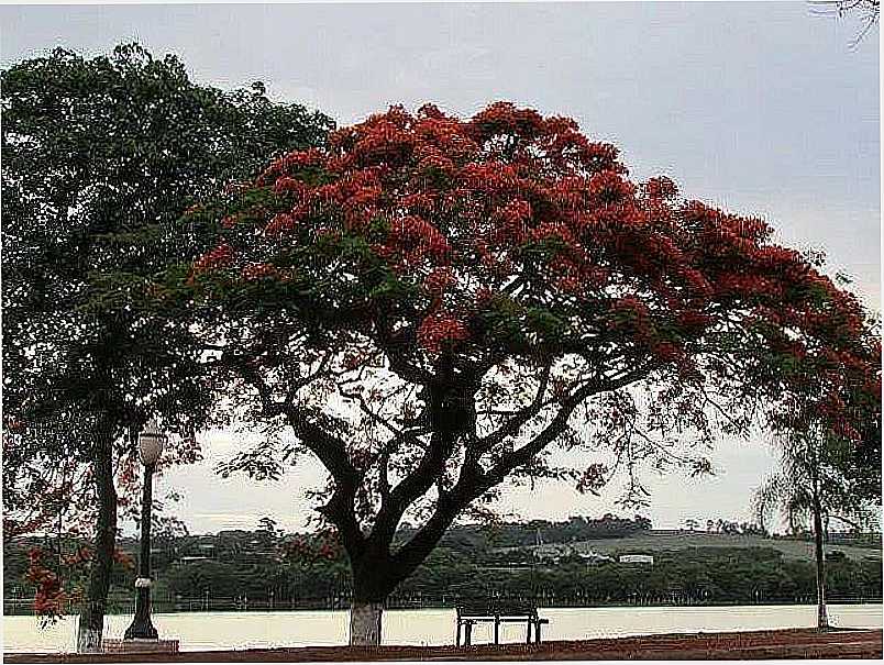 IMAGENS DE ALVORADA DO SUL - PR FOTO PREFEITURA MUNICIPAL - ALVORADA DO SUL - PR