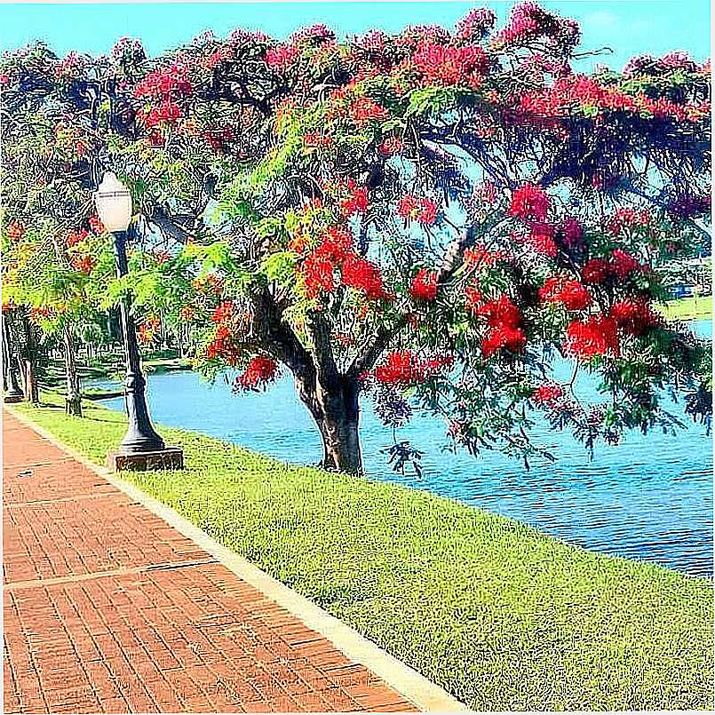 IMAGENS DE ALVORADA DO SUL - PR FOTO PREFEITURA MUNICIPAL - ALVORADA DO SUL - PR
