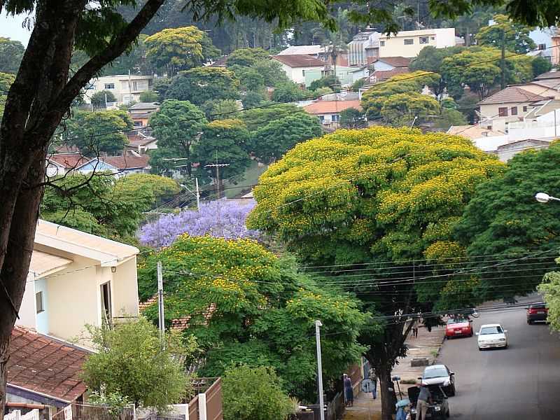 APUCARANA-PR-CENTRO DA CIDADE FLORIDO-FOTO:ALUISIO RIBEIRO 2 - APUCARANA - PR