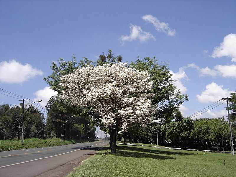 APUCARANA-PR-IP BRANCO NA BEIRA DA RODOVIA-FOTO:ALUISIO RIBEIRO 2 - APUCARANA - PR