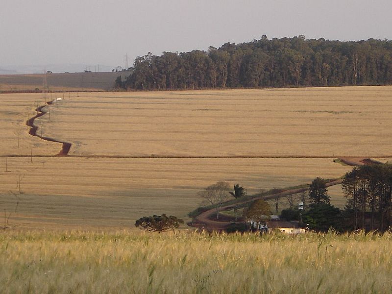 APUCARANA-PR-PLANTAO DE TRIGO-FOTO:ALUISIO RIBEIRO 2 - APUCARANA - PR