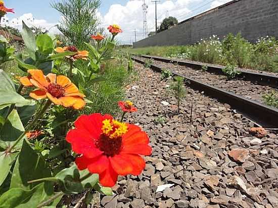 FLORES NA LINHA DO TREM EM ARAPONGAS-FOTO:PAULO YUJI TAKARADA - ARAPONGAS - PR