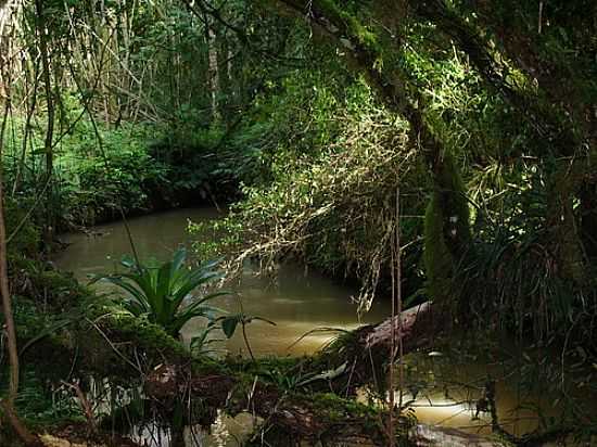 RIBEIRO-FOTO:RODRIGO DITTMAR - AREIA BRANCA DOS ASSIS - PR