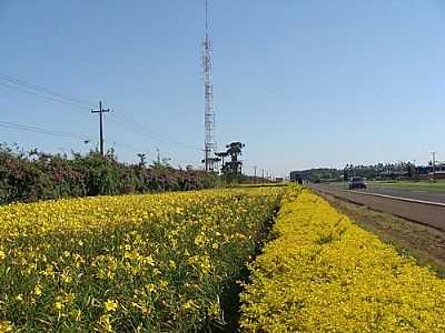 FLORES  BEIRA DA RODOVIA-FOTO:AROLDO LUDERS  - ARICANDUVA - PR