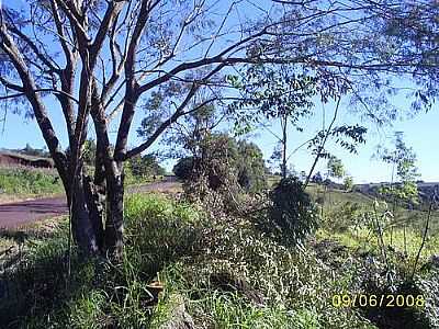 ESTRADA E VEGETAO-FOTO:ARTEMIO C.KARPINSKI - BRAGANEY - PR