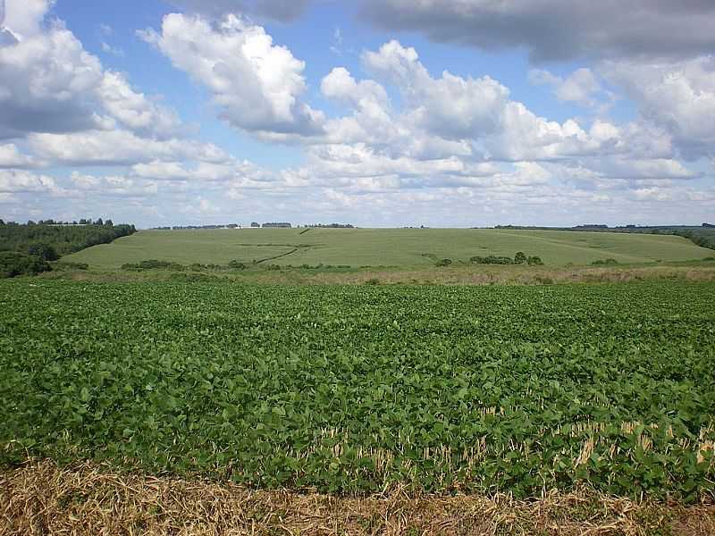 CANDOI-PR-LAVOURA DE PLANTAO DE SOJA-FOTO:GENTILDALLO - CANDI - PR