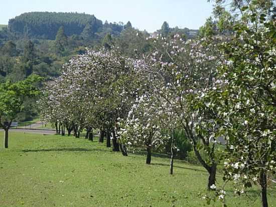 RVORES NA BEIRA DA ESTRADA DE CARAMUR-FOTO:JOS CARLOS FARINA - CARAMURU - PR