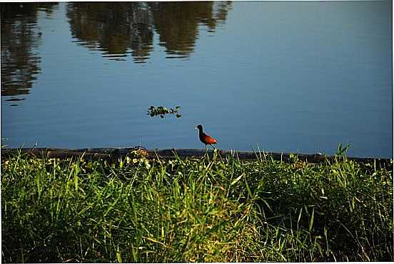 MARGEM DA REPRESA, POR ARCKIMEDES - CARLPOLIS - PR