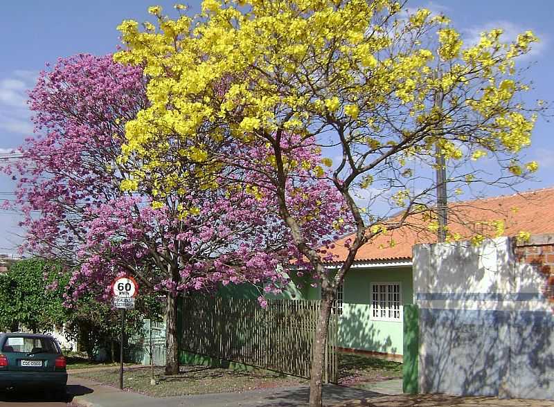 CASCAVEL-PR-LINDA IMAGEM DOS IPS ROXO E AMARELO-FOTO:ARTEMIO CLIDES KARPINSKI - CASCAVEL - PR