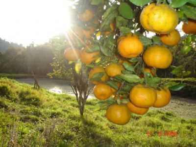 FRUTA TIPICA DA REGIO, POR MATILDE BARBIOT - CERRO AZUL - PR