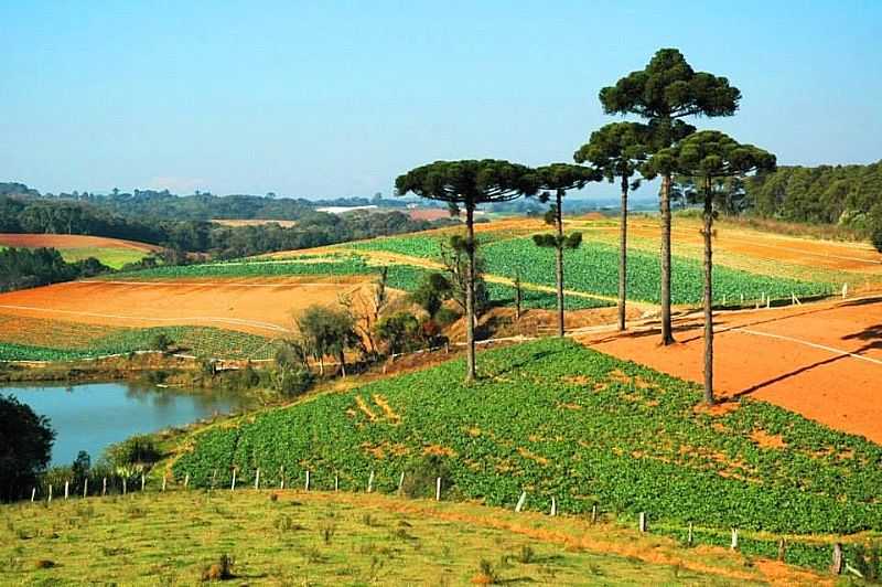IMAGENS DO DISTRITO DE COLNIA MURICI MUNICPIO DE SO JOS DOS PINHAIS/PR - COLNIA MURICI - PR
