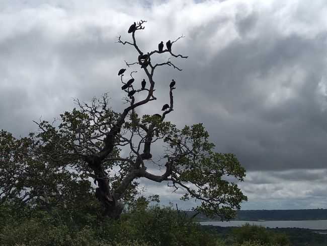 RIO PARAGUAU - POR JOS TAVARES DE LIRA - GEOLNDIA - BA