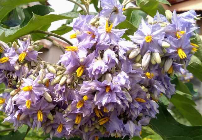 FLORA DE GEOLNDIA.  EXUBERANTE TUFO DE FLORES SILVESTRES DE JURUBEBA., POR JOS TAVARES DE LIRA - GEOLNDIA - BA