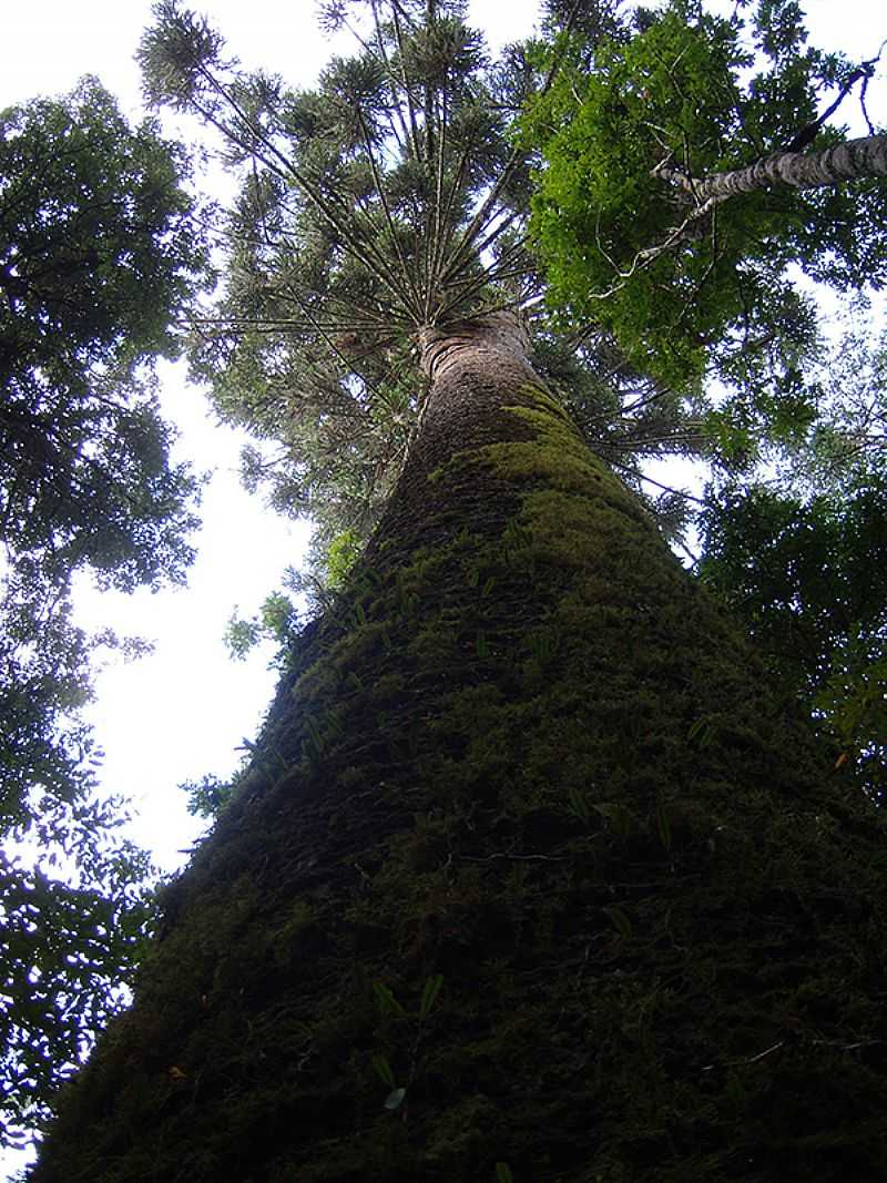 A ARAUCRIA GIGANTE - CRUZ MACHADO - PR