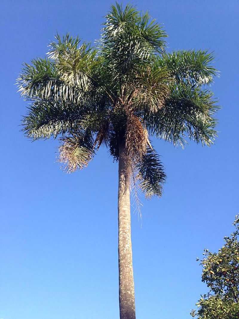 IMAGENS DA CIDADE DE CRUZMALTINA - PR - CRUZMALTINA - PR