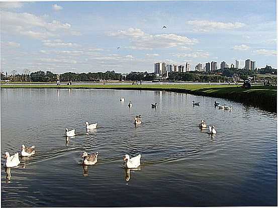 CURITIBA-PR-PATOS NO LAGO DO PARQUE BARIGU-FOTO:PAULO YUJI TAKARADA - CURITIBA - PR
