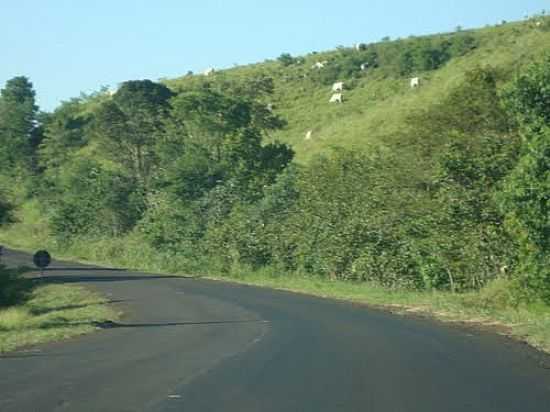 GADO E ESTRADA EM DOUTOR ANTNIO PARANHOS-FOTO:EMERSON NOVALSKI - DOUTOR ANTNIO PARANHOS - PR