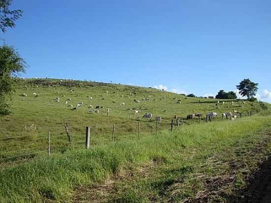 PASTAGEM EM DOUTOR ANTNIO PARANHOS-FOTO:EMERSON NOVALSKI - DOUTOR ANTNIO PARANHOS - PR