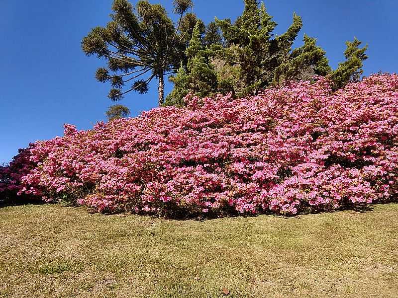 IMAGENS DA VILA DE FAXINAL DO CU - PR - FAXINAL DO CU - PR