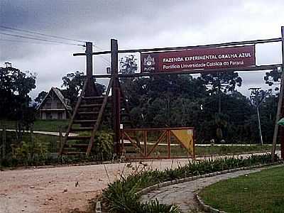 FAZENDA DA PUC-FOTO:DI BARBOSA - FAZENDA RIO GRANDE - PR