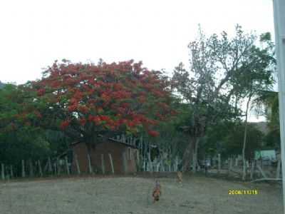 GUARATINGA ., POR EDONIA COSTA. - GUARATINGA - BA