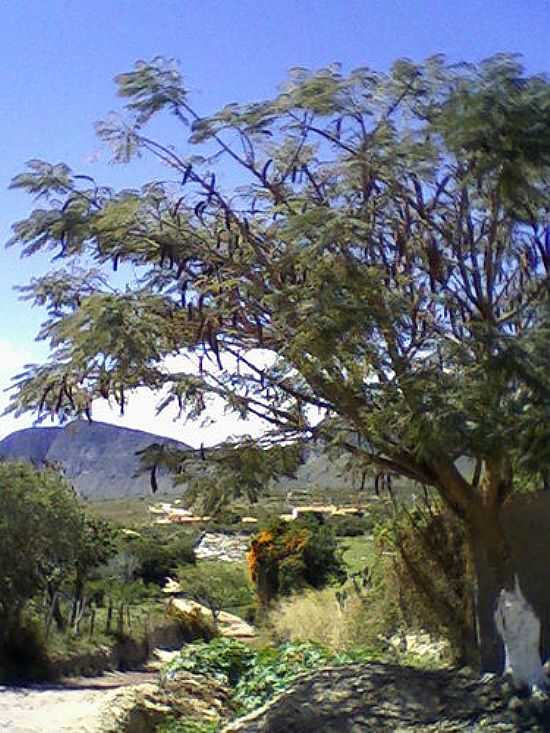 SERRA SINCOR VISO DE GUIN-FOTO:ATILIO.BRITO - GUIN - BA