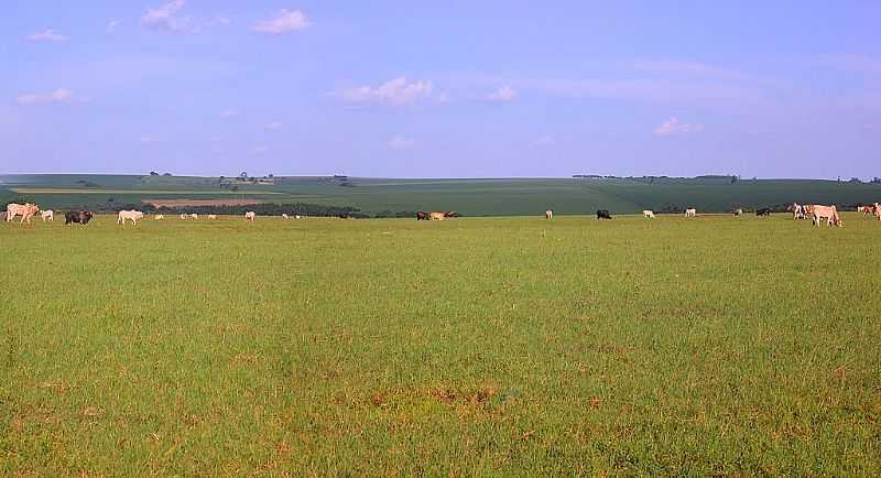 GUARA-PR-CENRIO RURAL-PECURIA E AGRICULTURA-FOTO:RICO CHRISTMANN - GUARA - PR