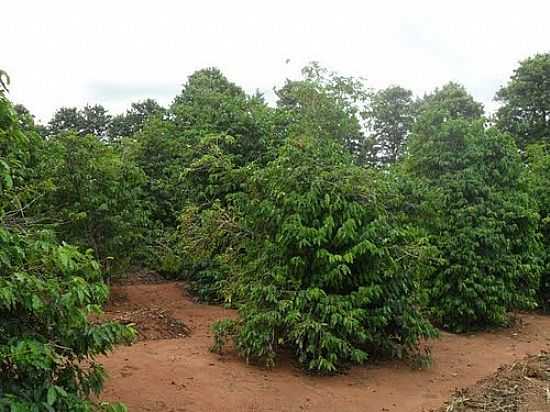 CAFEZAL NA CIDADE DE GUARACI-FOTO:JOSE CARLOS SCABELLO - GUARACI - PR