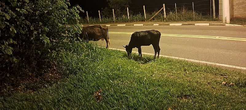 IMAGEM DA CIDADE   DE GUARAREMA - PRIMAGEM DA CIDADE   DE GUARAREMA - PR - GUARAREMA - PR