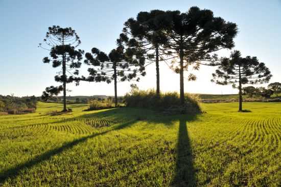 LAVOURA DE TRIGO EM IBEMA, POR EDISON CAETANO - IBEMA - PR