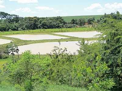 CRIADOURO DE PEIXES-FOTO:RICARDO MERCADANTE  - IRACEMA DO OESTE - PR