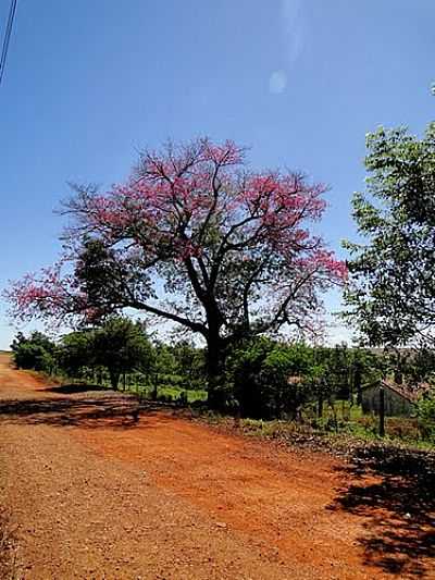 PAINEIRA FLORIDA EM ESTRADA DE IRACEMA DO OESTE-FOTO:RICARDO MERCADANTE  - IRACEMA DO OESTE - PR