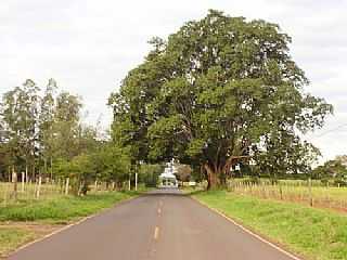 FIGUEIRA PR-340,BEM VINDO A ITAGUAJ! 
POR RICARDOITAGUAJE  - ITAGUAJ - PR