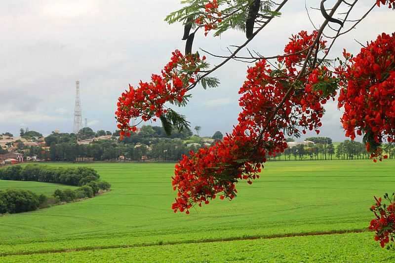 ITAMB-PR-FLAMBOYANT E A CIDADE-FOTO:GAL GOMES  - ITAMB - PR