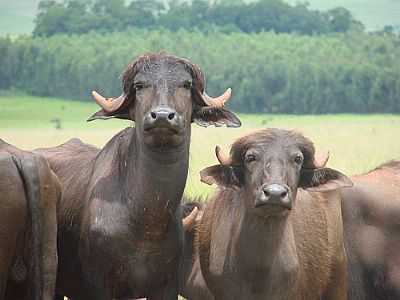 BUFALOS EM ITANA DO SUL-PR, POR ISA LANZIANI - ITANA DO SUL - PR