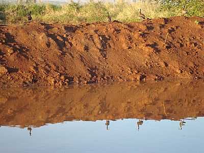 MARRECOS NA LAGOA POR ALGACIR - JAPUR - PR