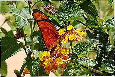 BORBOLETA NO JARDIM POR ALU1510 - JARDIM ALEGRE - PR