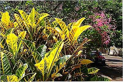 FOLHAGENS E FLORES POR ALU1510 - JARDIM ALEGRE - PR
