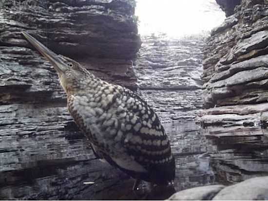 SOC BOI NO CANYON DO BURACO EM IBICOARA-FOTO:JOO ALVES DA SILVA - IBICOARA - BA