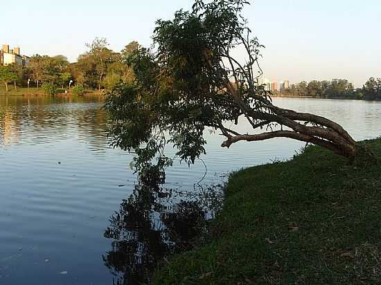 LONDRINA-PR-RVORE CADA NO LAGO IGAP-FOTO:SOFIA PRADO - LONDRINA - PR